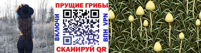 цена Братск hydra tor Псилоцибиновые грибы GOLDEN TEACHER