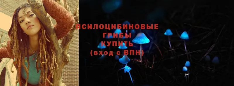 Псилоцибиновые грибы Psilocybe  купить   Братск 